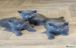 British Shorthair cats for sale: X-4 Gorgeous British-Shorthair Kittens  - Image 4