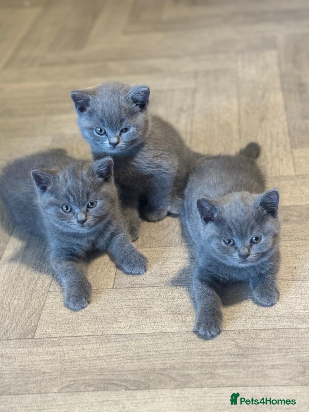 British Shorthair cats for sale: X-4 Gorgeous British-Shorthair Kittens  - Image 4
