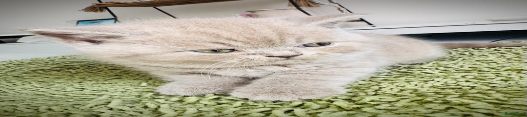 British Shorthair Kitten 2