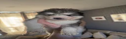 Alaskan Malamute dogs for sale: ALL PUPS HAVE BEEN SOLD!! - Advert 11