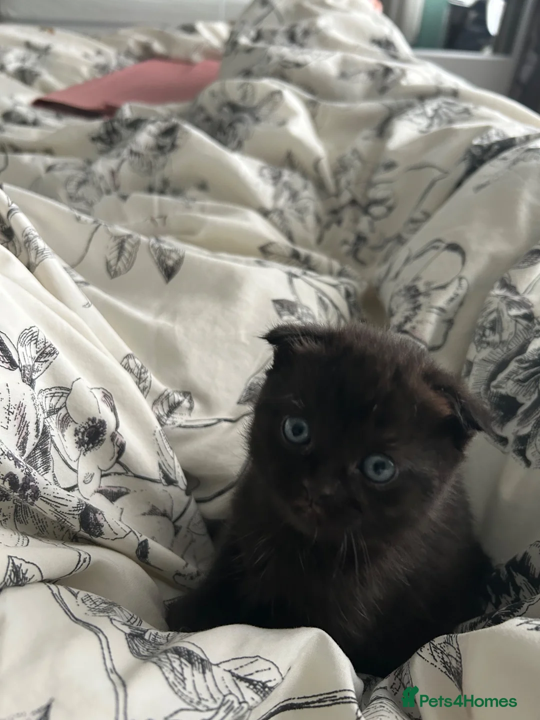 Scottish Fold cats for sale: Scottish fold boy - Advert 8