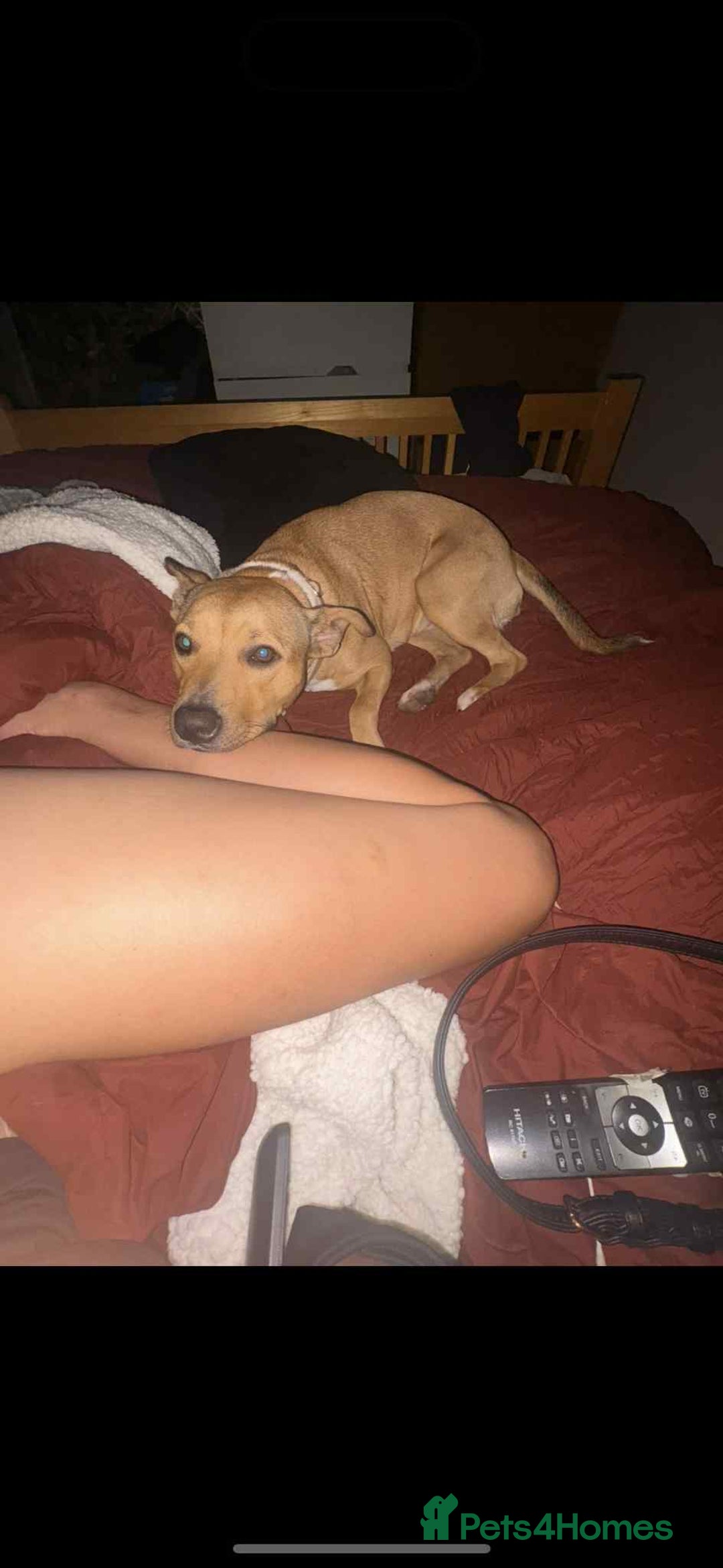 Mixed Breed dogs for sale:  **   - Image 3