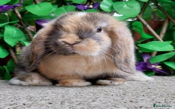 Mini Lop rabbits for sale: Pure mini lop  - Image 2