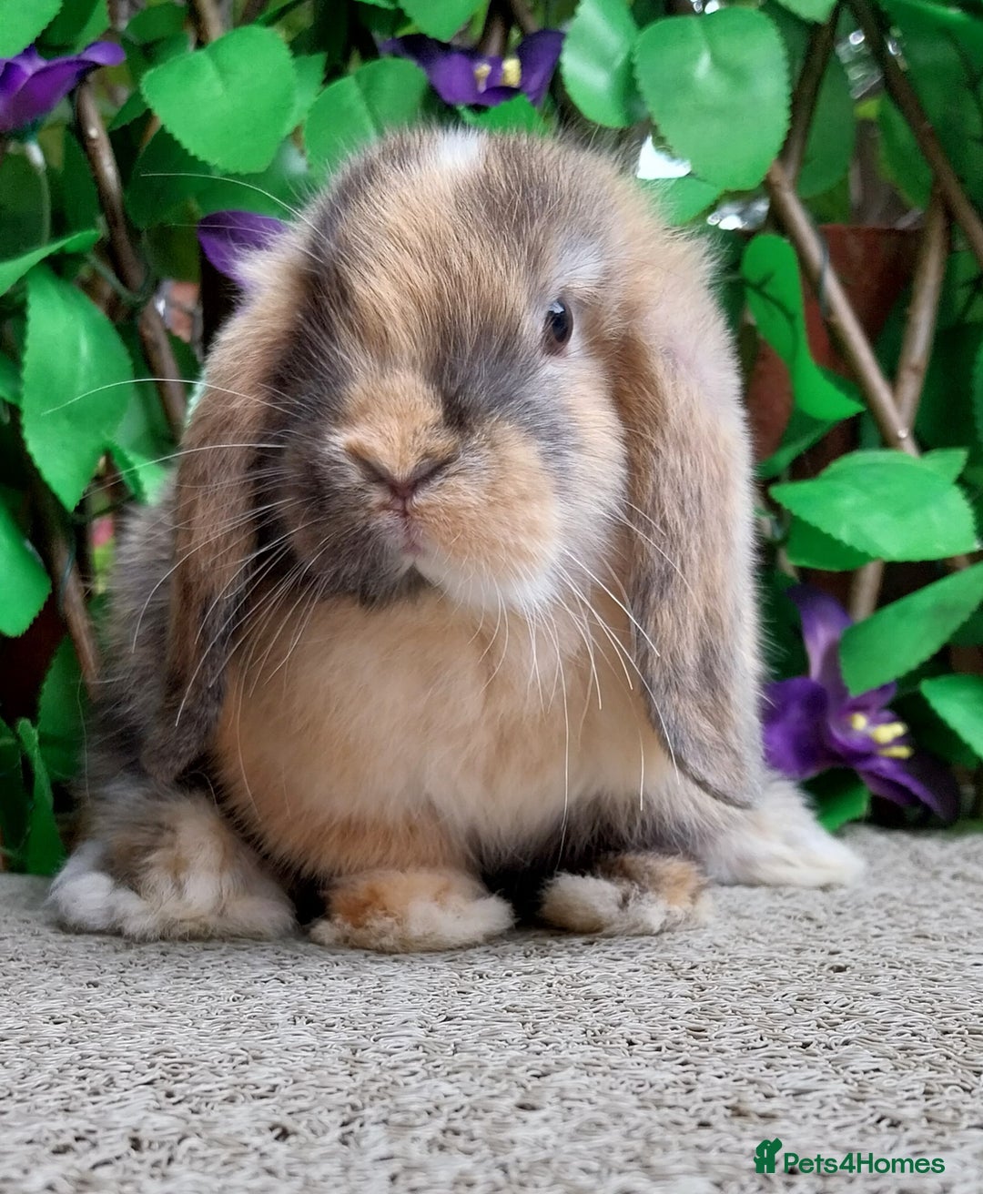 Mini Lop rabbits for sale: Pure mini lop  - Image 2