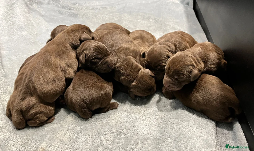 Labrador Retriever dogs for sale: Extensively Health Tested Chocolates  - Advert 8
