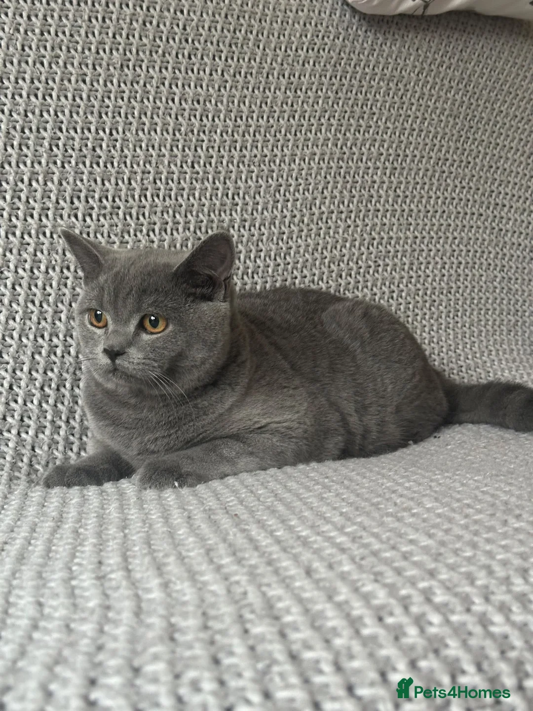Scottish Fold cats for sale: Gorgeous Blue Boy – Vaccinated and ready to go🐈 - Advert 11