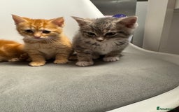 Mixed Breed cats for sale: 2 male kittens 1 female  - Image 2