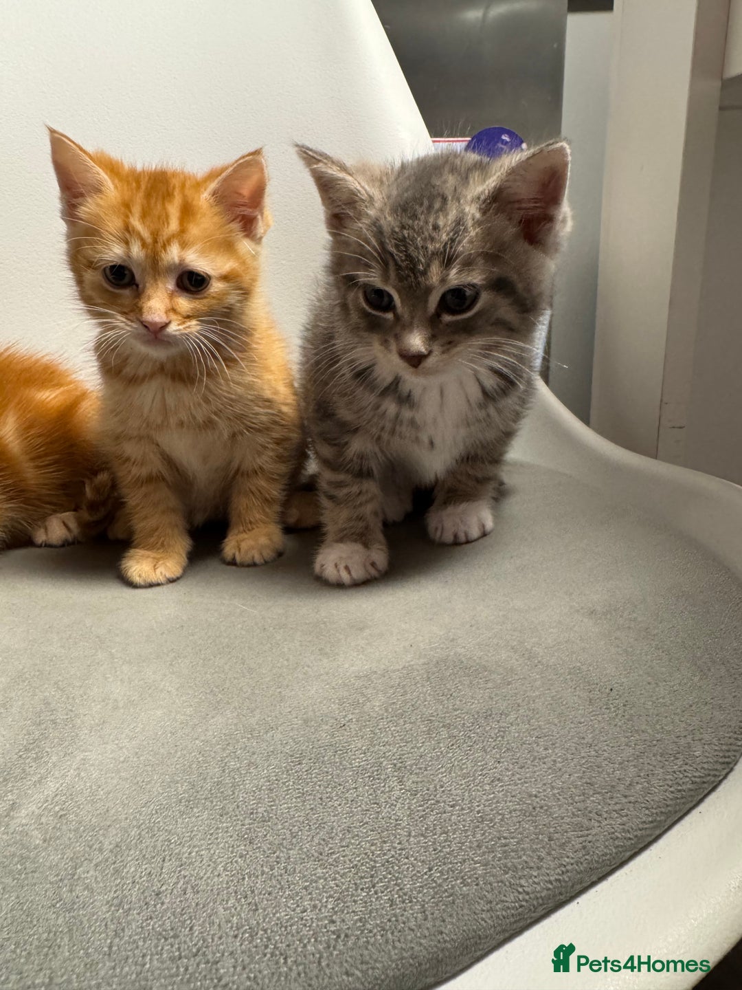 Mixed Breed cats for sale: 2 male kittens 1 female  - Image 2