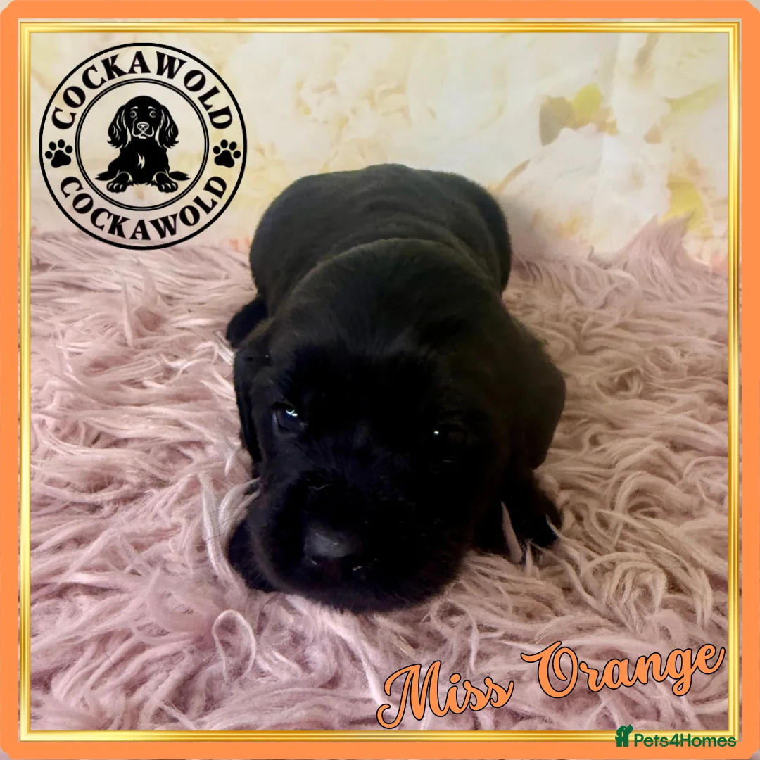 Cocker Spaniel dogs for sale: 🖤 Quality Black RKC Cockers 🖤 Ready Mid March 🖤 - Advert 15