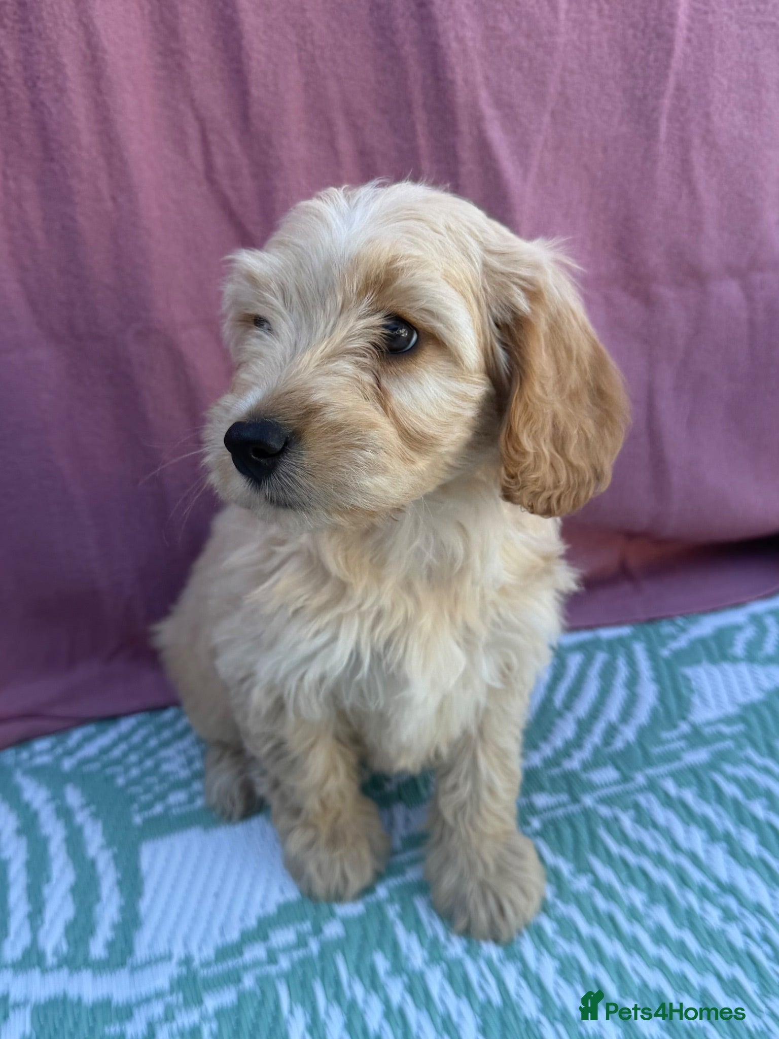 Cockapoo dogs Adorable F1 PRA clear cockapoo puppies READY TO GO - Advert 6