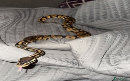 Snake reptiles for sale: Ball python & boa’s - Image 2