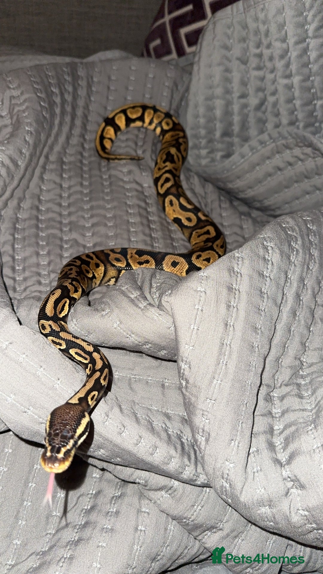 Snake reptiles for sale: Ball python & boa’s - Image 2
