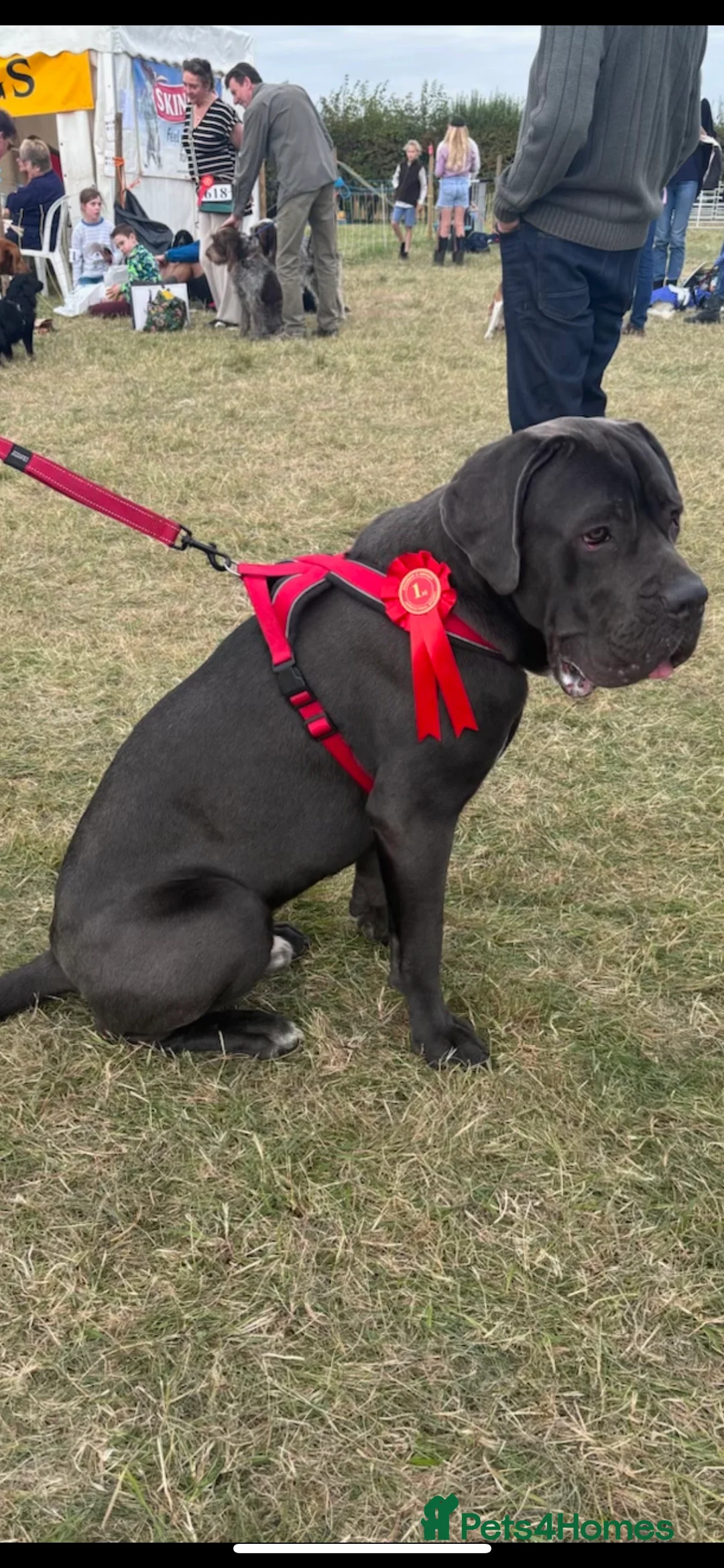 Cane Corso dogs for stud: FOR STUD Beautiful Blue Cane Corso in Sandy - Advert 6