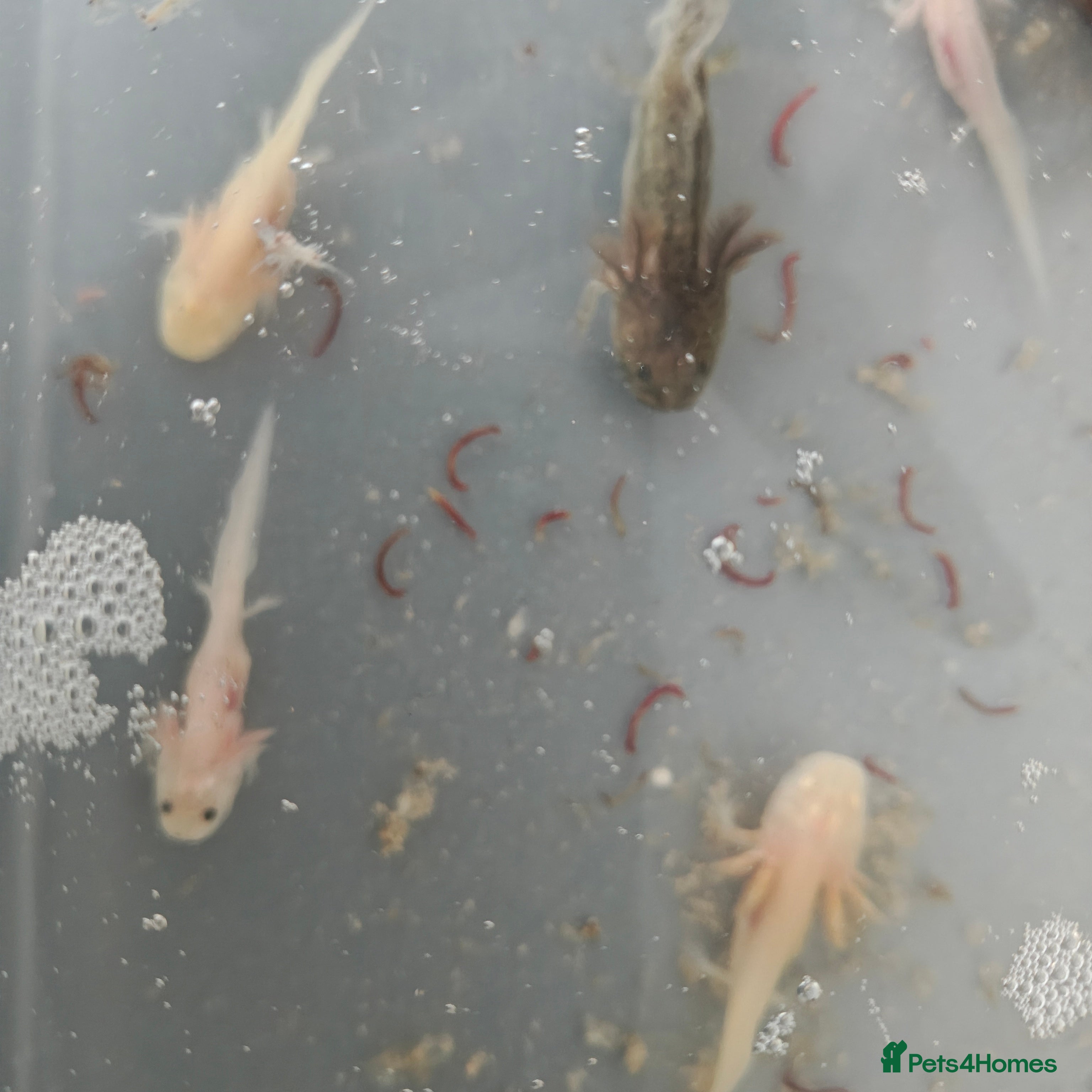 Axolotl reptiles 3 month old axolotls - Advert 3