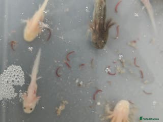 Axolotl reptiles 3 month old axolotls - Advert 1