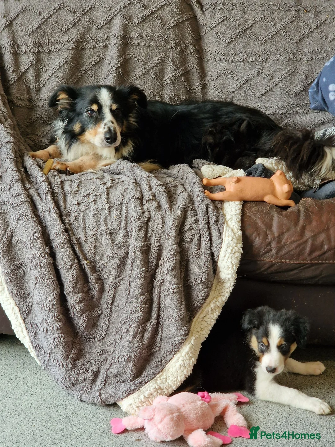 Border Collie dogs for sale: Stunning Border Collie Pups - Advert 12
