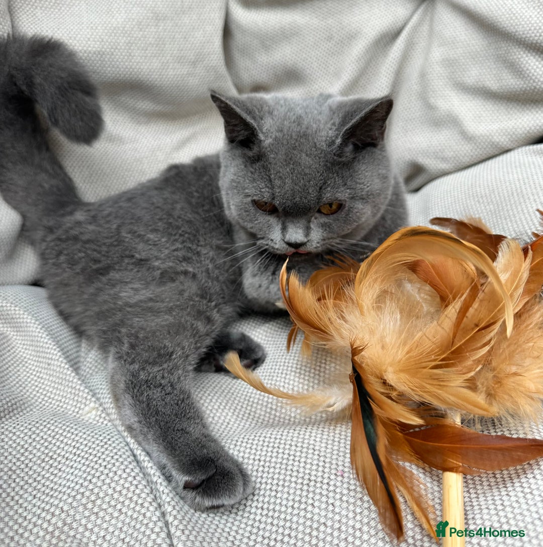 British Shorthair cats for sale: British Shorthair Chunky kittens - Image 15
