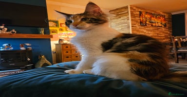 Maine Coon cats - Advert 1