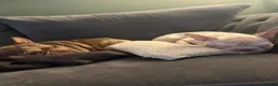 French Bulldog dogs for sale: French bulldog 1 year old bitch  in Grantham - Advert 5