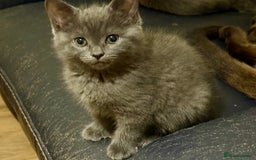 Mixed Breed cats for sale: Delightful Rag-doll Mixed Breed Kittens READY NOW! - Image 12