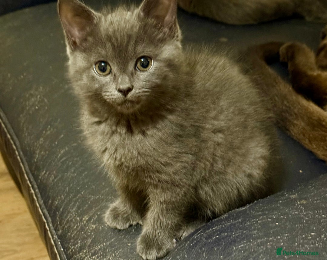 Mixed Breed cats for sale: Delightful Rag-doll Mixed Breed Kittens READY NOW! - Image 12