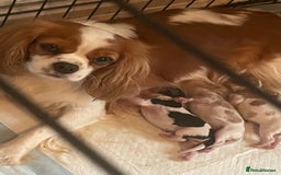 Cavalier King Charles Spaniel dogs for sale: King Charles cavalier puppies - Image 6