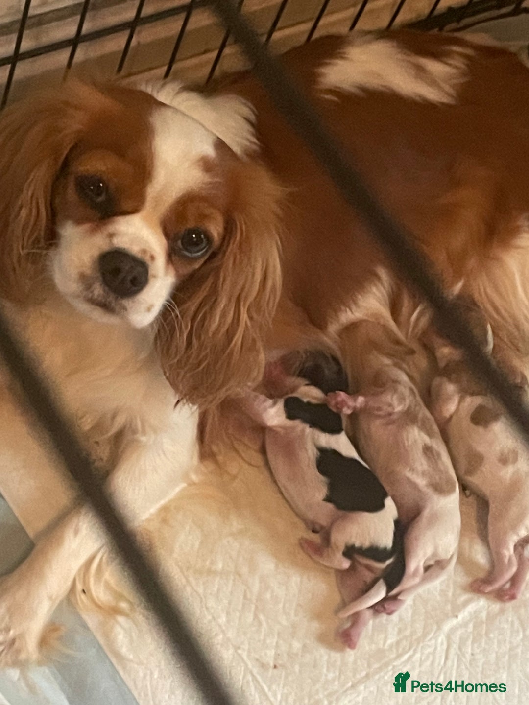 Cavalier King Charles Spaniel dogs for sale: King Charles cavalier puppies - Image 6