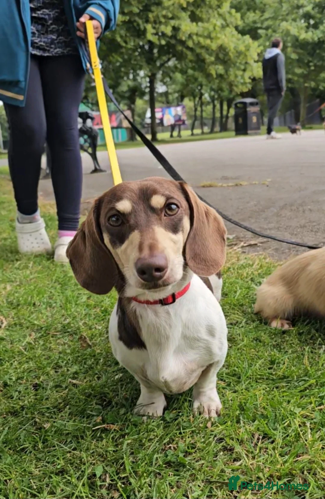 Miniature Dachshund dogs for stud: Piebald miniature Dachshund kc registered  in Blackburn - Advert 26
