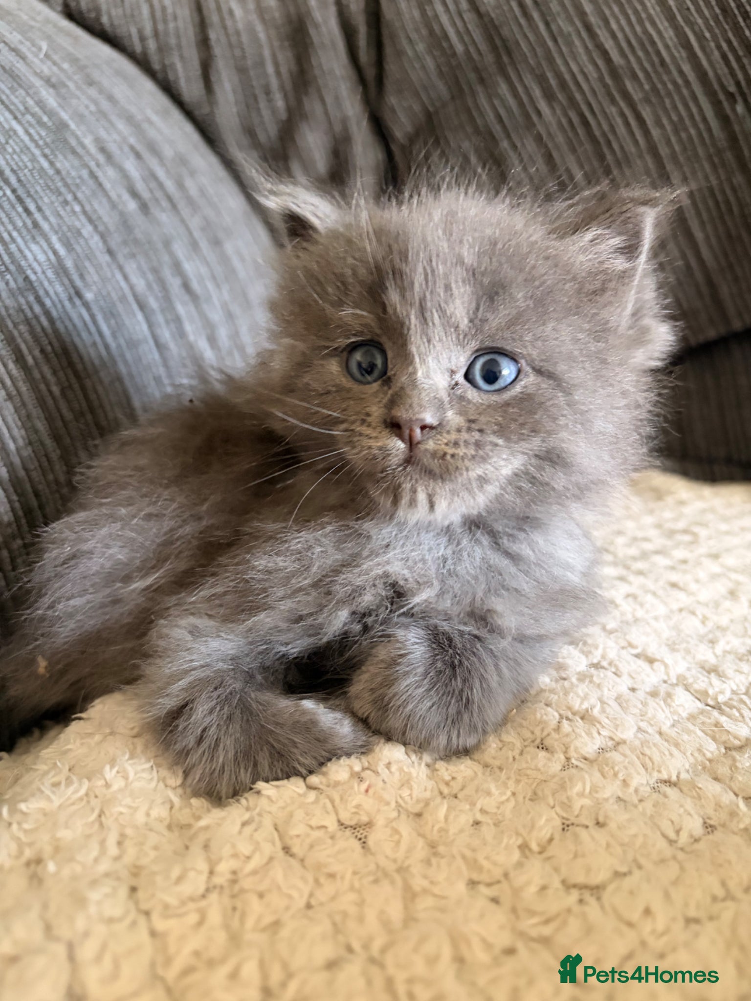 Ragcoon cats Stunning coloured Ragcoon litter  - Advert 2