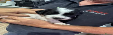 English Springer Spaniel Puppy 6