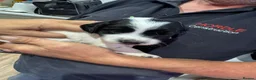 English Springer Spaniel dogs for sale: Springer spaniel puppies KC registered - Advert 5