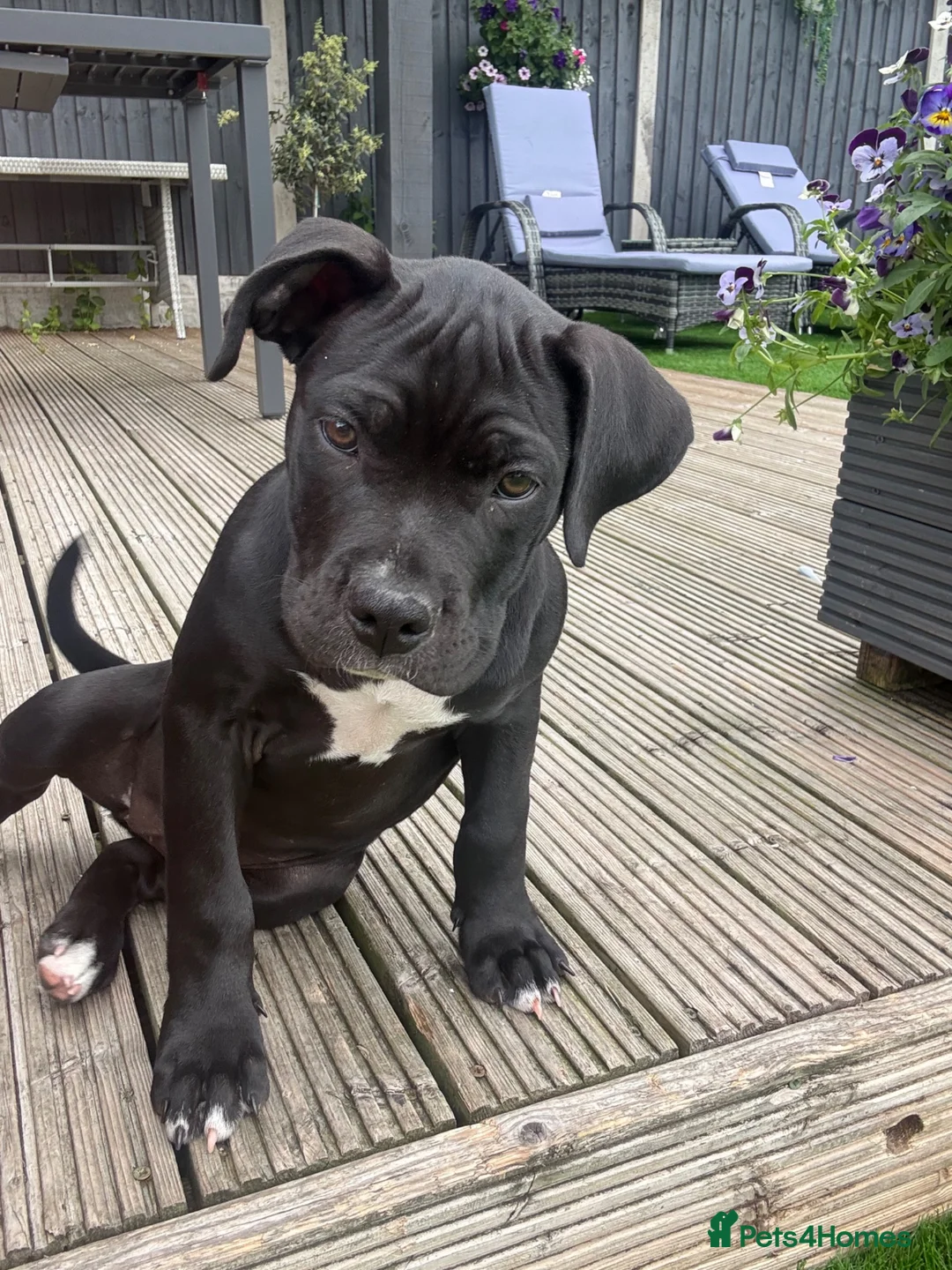 Mixed Breed dogs for sale: Rosie, Cane Corso x American bully - Advert 1