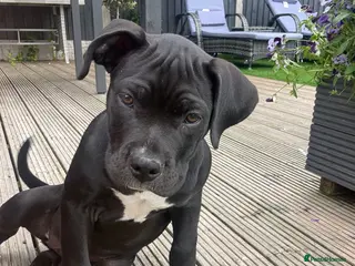 Mixed Breed dogs Rosie, Cane Corso x American bully - Advert 1