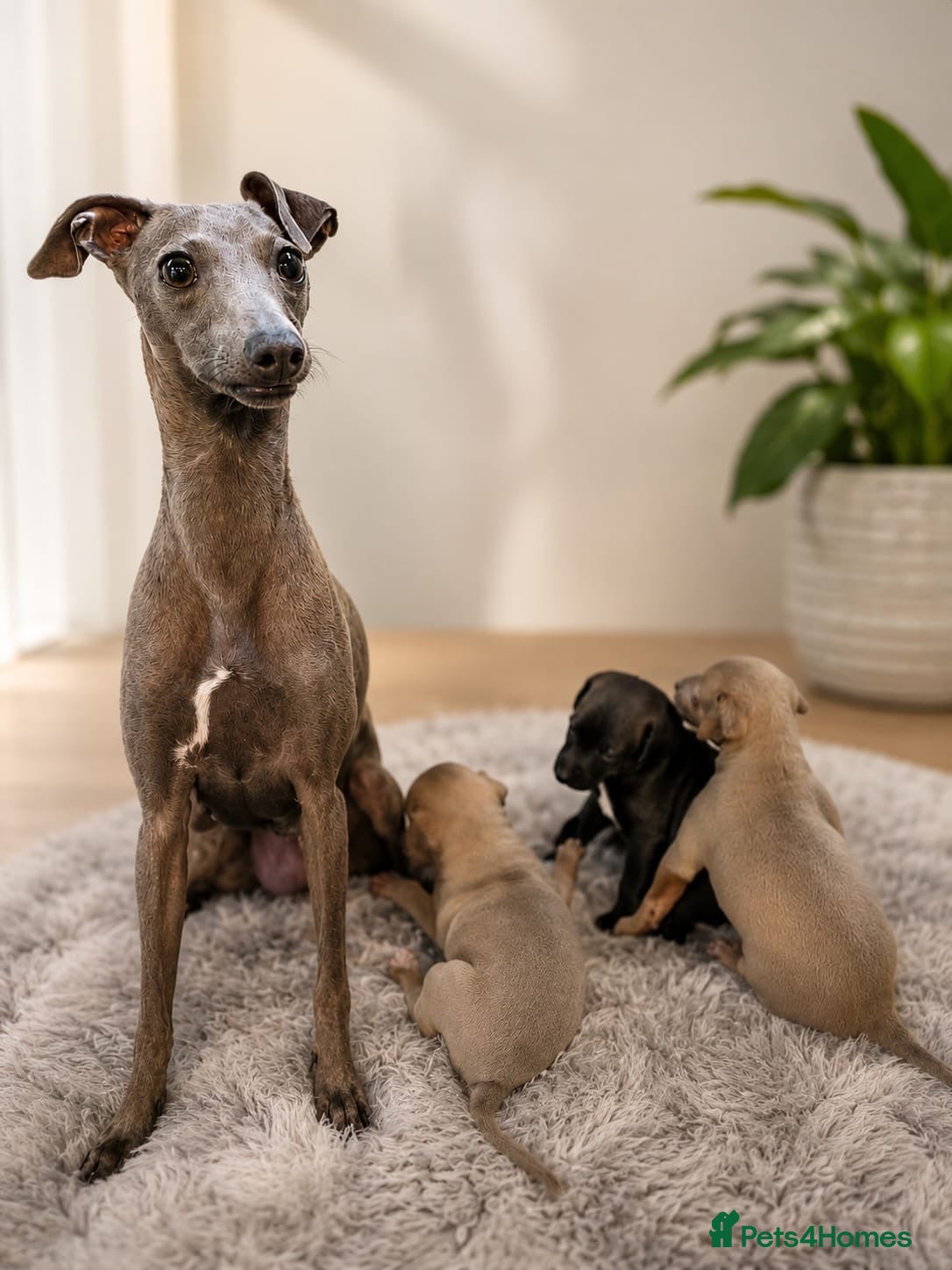 Italian Greyhound dogs Beautiful Italian Greyhound Puppies - Advert 1