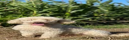 Mixed Breed dogs for sale: Border Terrier X Miniature Poodle puppies  - Advert 9