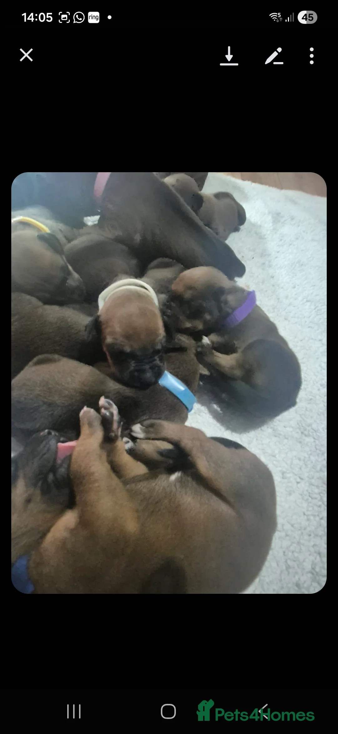 Rhodesian Ridgeback dogs for sale: Rhodesian ridgeback pups  - Advert 5