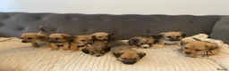 Jack Russell dogs for sale: Beautiful jack Russell puppies for sale.  - Advert 3