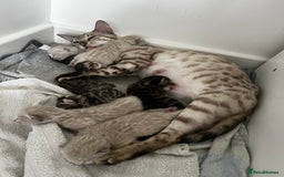 Bengal cats for sale: Snow bengal and charcoal bengal X - Image 10