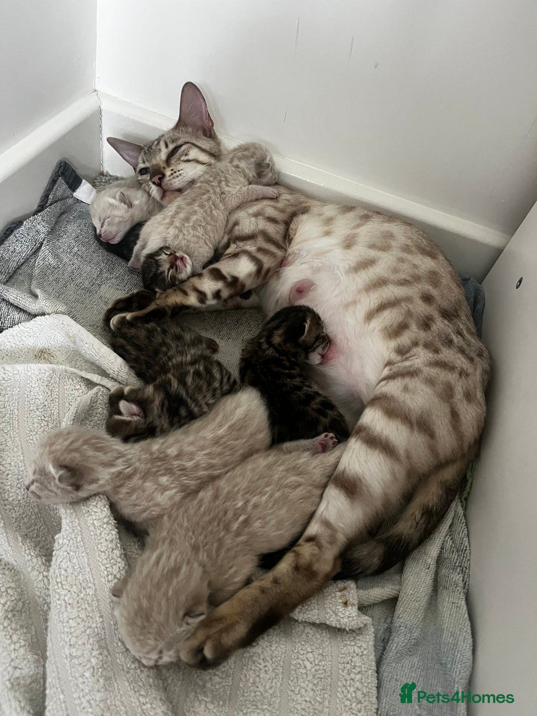 Bengal cats for sale: Snow bengal and charcoal bengal X - Image 10