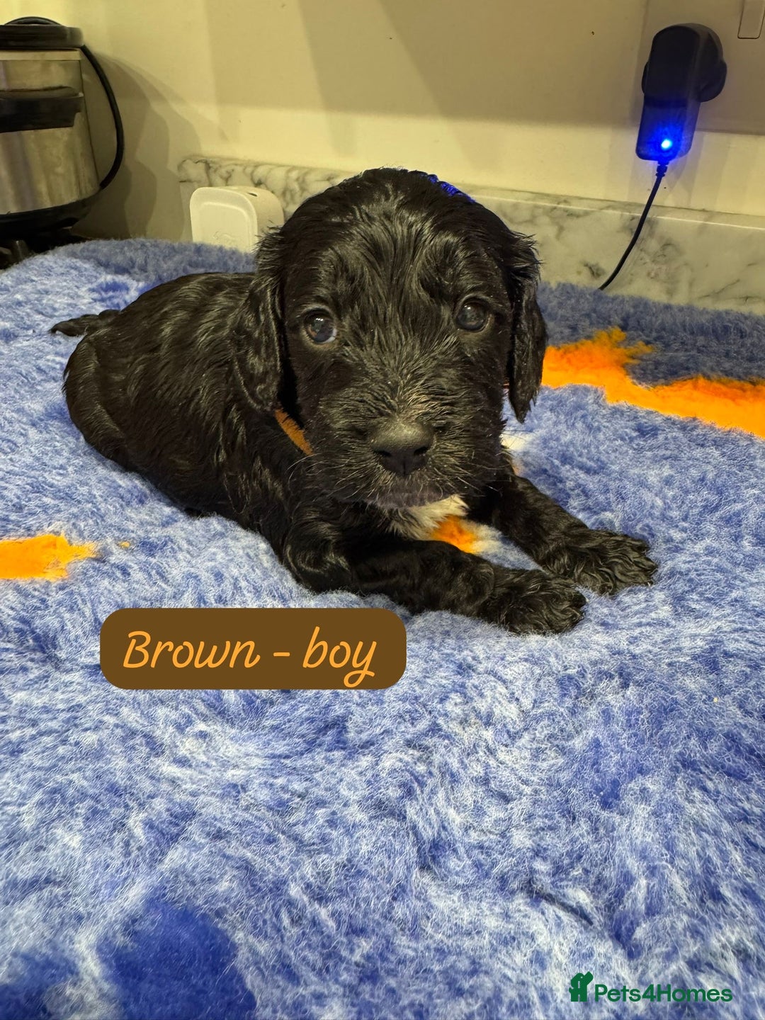 Cockapoo dogs for sale: Cockapoo puppies - Advert 7