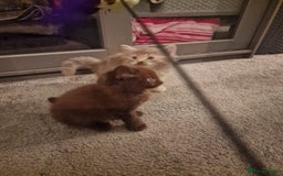 Maine Coon cats for sale: Maine Coon kittens - Image 5