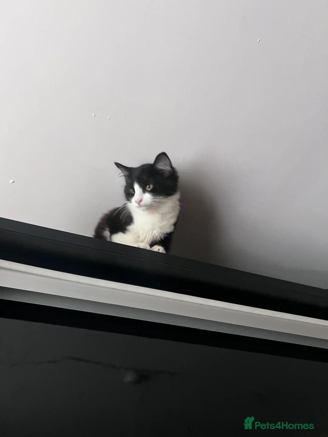 Mixed Breed cats for sale: Black and white small cat  - Advert 4