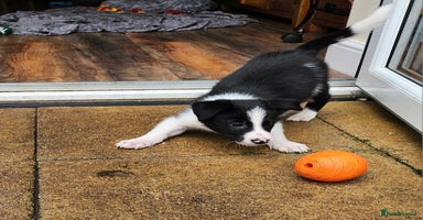 Border Collie dogs - Advert 6