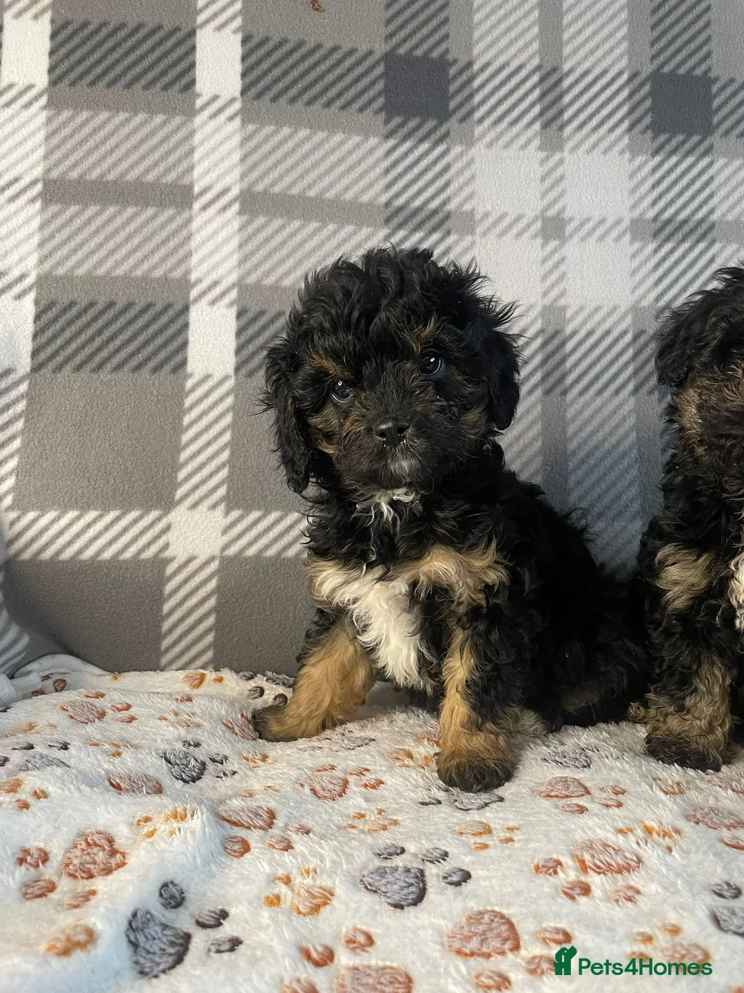Cavapoo dogs for sale: Tiny cavapoos - Advert 9