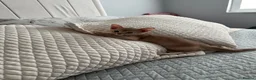 Abyssinian cats for sale: Abyssinian kittens  - Advert 17