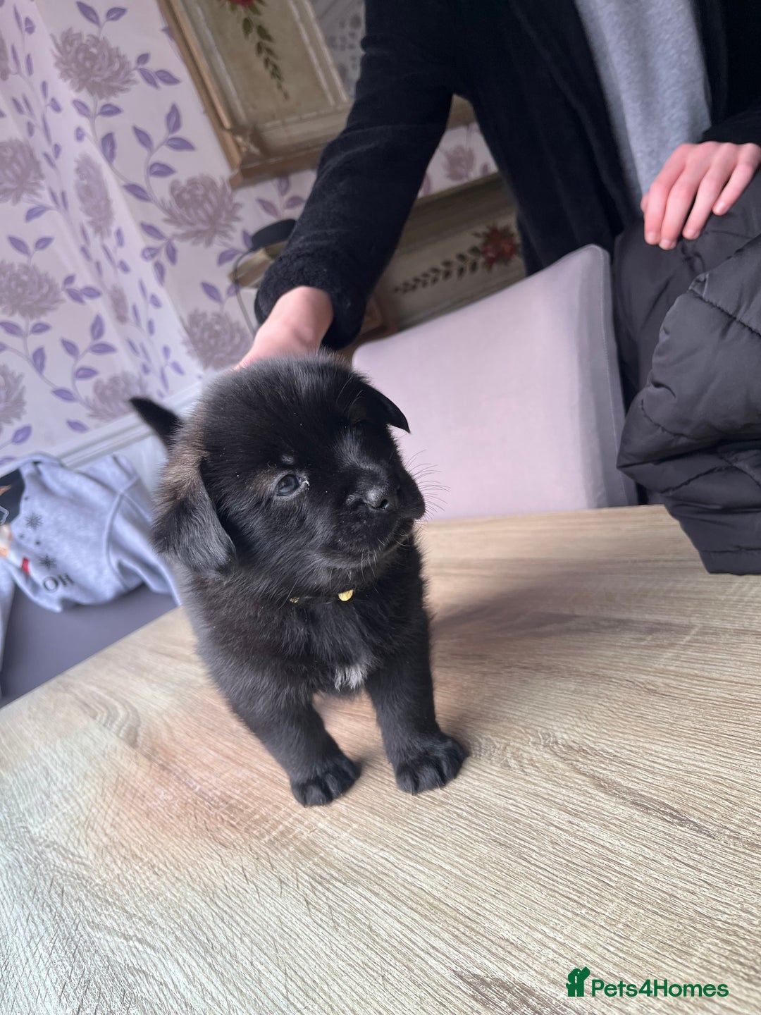 Mixed Breed dogs for sale: 8 beautiful puppies for sale - Advert 12