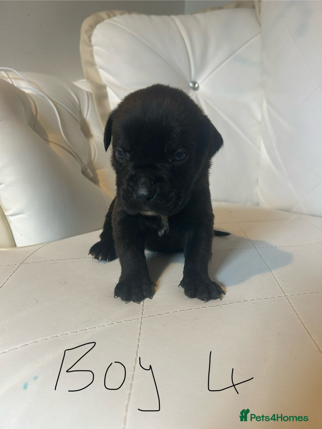 Mixed Breed dogs for sale: Stunning dogue de Bordeaux X cane corso - Image 7