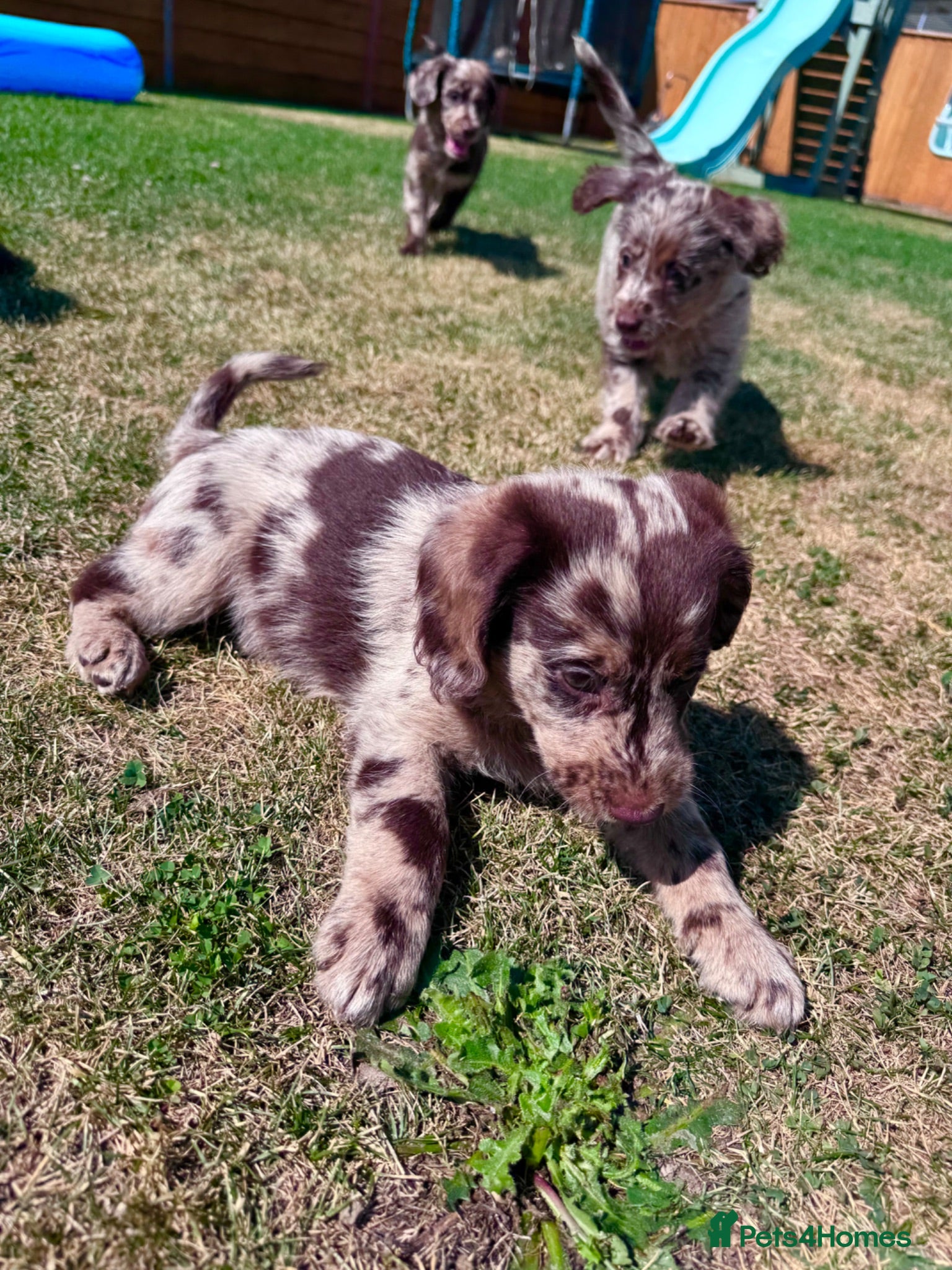 Labradoodle dogs Chocolate & Chocolate Merle Labradoodle Babies 🐾 - Advert 1