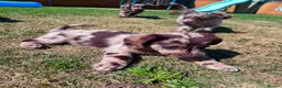 Labradoodle dogs for sale: Chocolate & Chocolate Merle Labradoodle Babies 🐾 - Advert 7