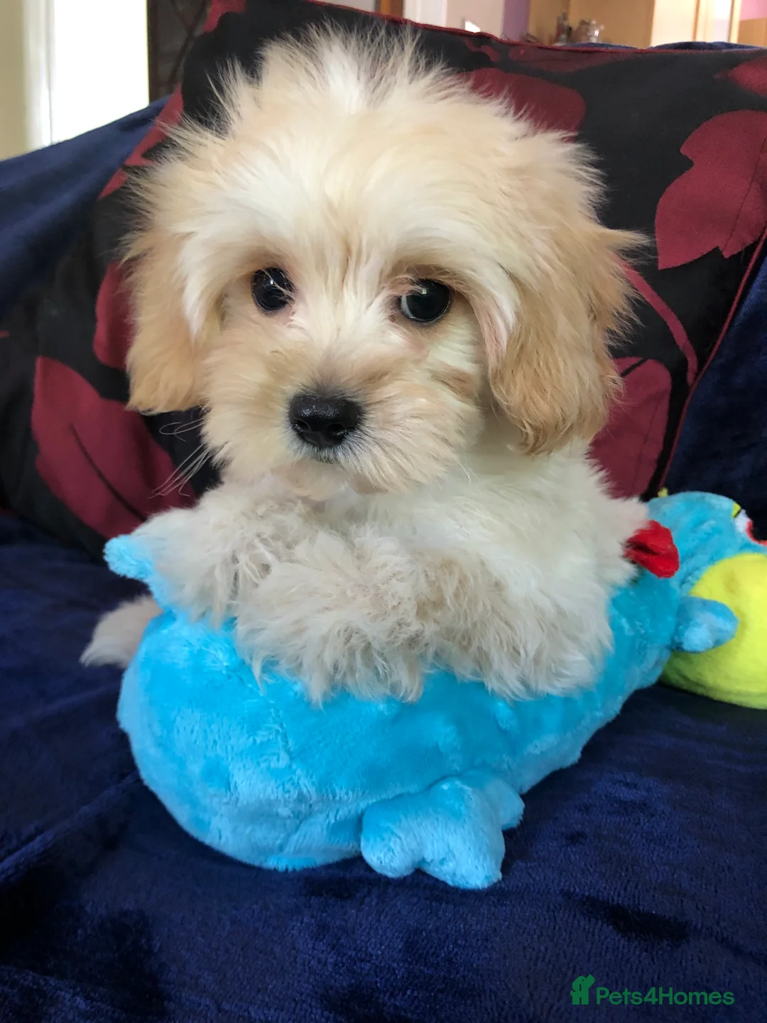 Maltipoo dogs for sale: Maltipoo puppies forsale - Advert 2